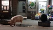 ŠOK U LAPOVU: Svinja prošetala centrom grada! (FOTO)
