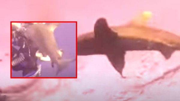 ЈЕЗИВИ СНИМАК НАПАДА АЈКУЛЕ: Морски пас зарио зубе у раме жени, борба за живот у Црвеном мору (ВИДЕО)