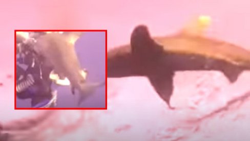 JEZIVI SNIMAK NAPADA AJKULE: Morski pas zario zube u rame ženi, borba za život u Crvenom moru (VIDEO)