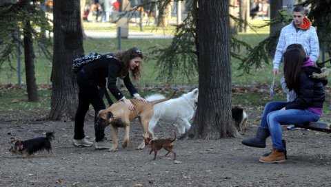 ВАЖНО УПОЗОРЕЊЕ ЗА ВЛАСНИКЕ ПАСА: Масовно бацају отрове, посебно пазите ако љубимце шетате овим деловима Београда