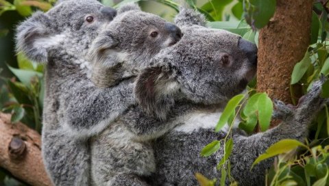 СТРАДАЛИ СУ У ПОЖАРИМА: Ватрена стихија у Аустралији угрозила 60.000 коала