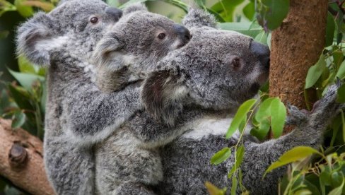 UNUŠTILI SU IH POŽARI, SUŠE I SEČE DRVEĆA: Na istočnoj obali Australije koale ugrožena vrsta