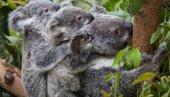 STRADALI SU U POŽARIMA: Vatrena stihija u Australiji ugrozila 60.000 koala