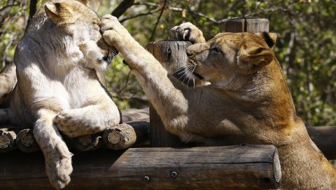ВИРУС УОЧЕН  КОД ЖИВОТИЊА: Четири лава у зоо врту у Барселони позитивна на корону