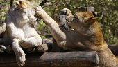 ВИРУС УОЧЕН  КОД ЖИВОТИЊА: Четири лава у зоо врту у Барселони позитивна на корону