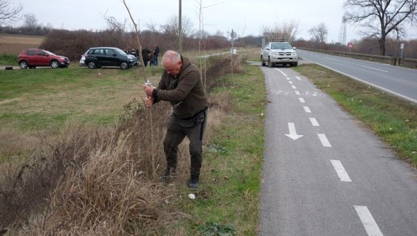ДРВО ЗА СВАКОГ ГРАЂАНИНА: Озелењавање на подручју Сремске Митровице
