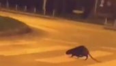 ЗАГРЕПЧАНИ У ШОКУ: Необична животиња шета улицама града (ВИДЕО)