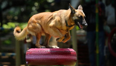 ОТКРИВА ЊУШКАЊЕМ МАСКЕ:  Аустријска војска представила пса који може да намирише корону
