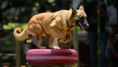 ОТКРИВА ЊУШКАЊЕМ МАСКЕ:  Аустријска војска представила пса који може да намирише корону