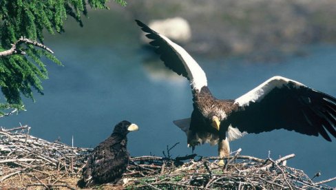 ORAO PROTIV DROBILICE: Udruženja građana sa leve obale Dunava podnela žalbu zbog postrojenja za preradu šuta, ugrožena staništa ptica