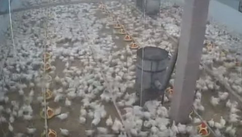 ЖИВОТИЊЕ ПРЕДОСЕТИЛЕ ЗЕМЉОТРЕС? Нереалан призор са фарме пилића у Хрватској (ВИДЕО)