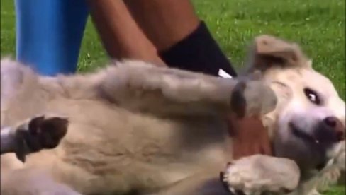 NEŽELJENI GOST: Pogledajte kako je pas ukrao kopačku i prekinuo utakmicu (VIDEO)