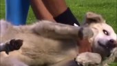 NEŽELJENI GOST: Pogledajte kako je pas ukrao kopačku i prekinuo utakmicu (VIDEO)