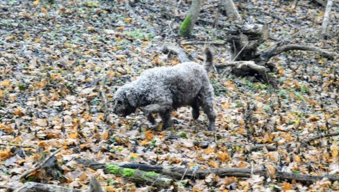 POSAO ZLATA VREDAN: Cena ovog proizvoda ide i do 5.000 evra - Srbija idealno podneblje za njega