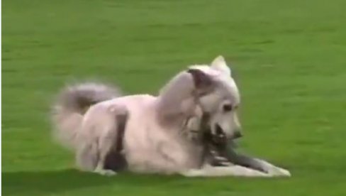 PRIČA SA SREĆNIM KRAJEM: Psić utrčao sa kopačkom u teren, fudbaler ga nakon meča udomio (VIDEO)