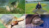 UVEĆANE ŠANSE ZA OPSTANAK: Jedini poznati mužjak ugrožene vrste kornjača dobio životnu saputnicu (FOTO)