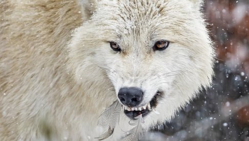ЛОВЦИ УБИЛИ 20 СИВИХ ВУКОВА: Одстрљене животиње изашле ван националног парка Јелоустоун