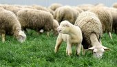 PRVI U SVETU: Novi Zeland uvodi porez na krave i ovce zbog emisije gasova