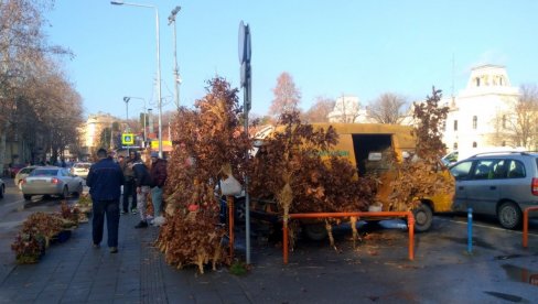 PRIPREME ZA BOŽIĆ: Požarevac okitili Badnjakom