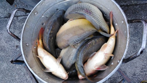 ОДУЗЕЛИ 70 КЛИОГРАМА ШАРАНА: Контрола рибокрадица у Ченти и Сефкерину