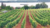 KAKO SE SMEDEREVKA ISELILA IZ SMEDEREVA: Nadaleko čuvena sorta grožđa i vina gaji se na još samo 200 hektara u svom rodnom kraju