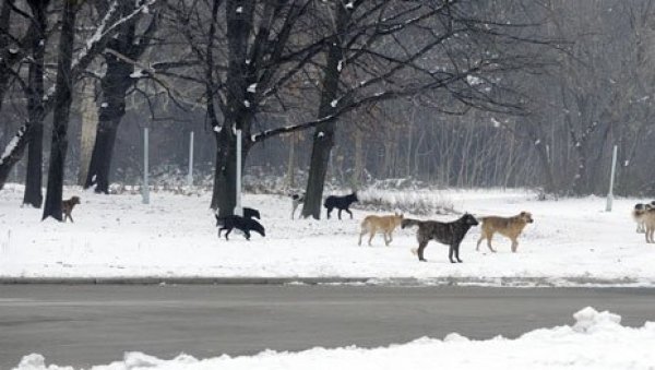 ПАСЈЕ ВРЕМЕ И ЗА ПСЕ: Пси луталице угрожене током хладних дана, посебно кад се жива спусти до минус 10