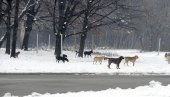 PASJE VREME I ZA PSE: Psi lutalice ugrožene tokom hladnih dana, posebno kad se živa spusti do minus 10
