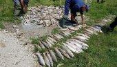 RIBA UGINULA ODGOVORNIH NEMA: Tužilac odustao od krivičnog gonjenja optuženih za pomor ribe