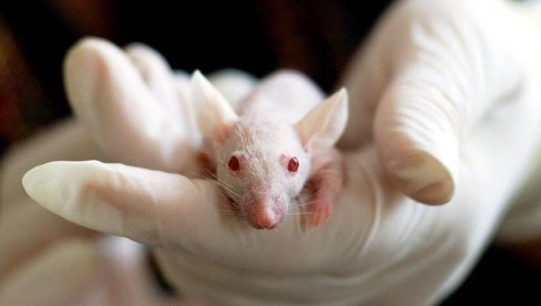 DA LI ĆE OVO POMOĆI LJUDIMA? Senzacionalno otkriće - naučnici pomogli da paralizovani miševi prohodaju!