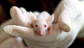 ДА ЛИ ЋЕ ОВО ПОМОЋИ ЉУДИМА? Сензационално откриће - научници помогли да парализовани мишеви проходају!