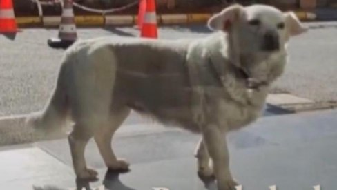 НЕВЕРОВАТАН СНИМАК: Пас сам дошао код ветеринара и показао шта га боли (ВИДЕО)