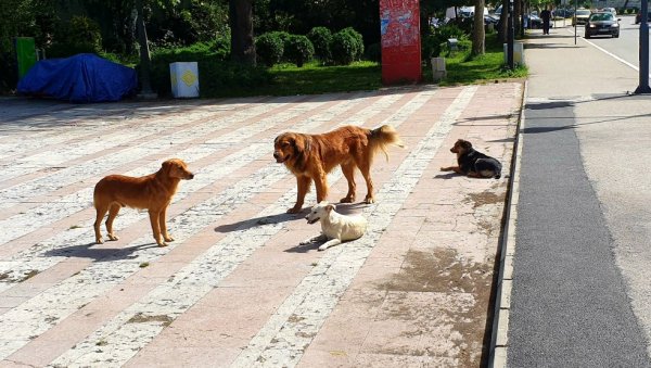 НАКОН СВЕГА НЕКОЛИКО САТИ: У Пријепољу укинута ванредна ситуација проглашена због напада паса луталица