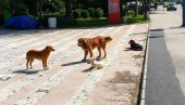 NAKON SVEGA NEKOLIKO SATI: U Prijepolju ukinuta vanredna situacija proglašena zbog napada pasa lutalica