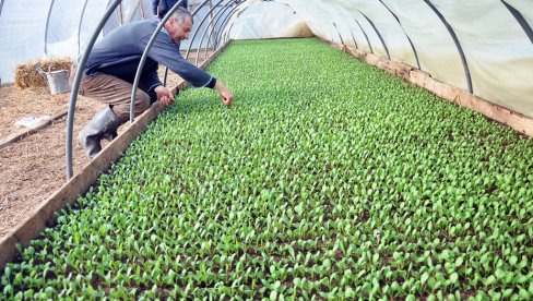 NAPREDUJE RANI KUPUS: U Semberiji počela proizvodnja rasada povrća (FOTO)