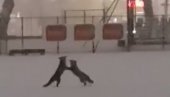 СНИМАК О КОМЕ БРУЈИ РЕГИОН: Градски стадион прекривен снегом, а на њему играју лисице (ВИДЕО)