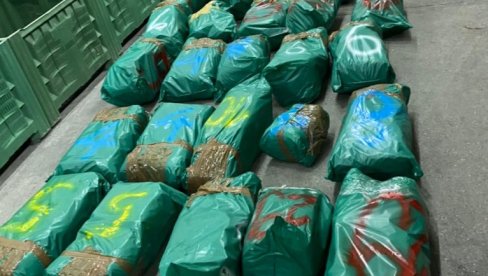 ДРОГА САКРИВЕНА У БАНАНАМА: Мароканска полиција запленила скоро 1,5 тона кокаина