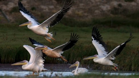 UMIRU RETKE VRSTE: Uginulo oko 750 pelikana u Senegalu, ležali mrtvi razbacani po plaži