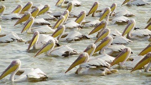 PELIKANI PONOVO NA DUNAVU: LJubitelji ptica videli za naše podneblje netipične vrste