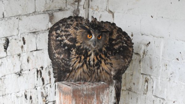 СОВА БУЉИНА ВРАЋЕНА У ДИВЉИНУ ВРШАЧКИХ ПЛАНИНА: Пуштена након опоравка