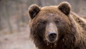 МАМА, ЈЕДУ МЕ! Потресна исповест Рускиње која је због медведа остала без супруга и ћерке! (ВИДЕО)