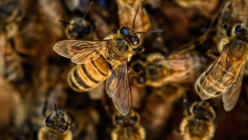 OTROVAN SUNCOKRET SMRTONOSAN ZA PČELE: Upozorenje Saveza pčelarskih organizacija Srbije