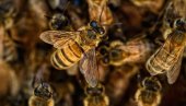 LOS ANĐELES: Roj pčela napadao ljude, troje završilo u bolnici