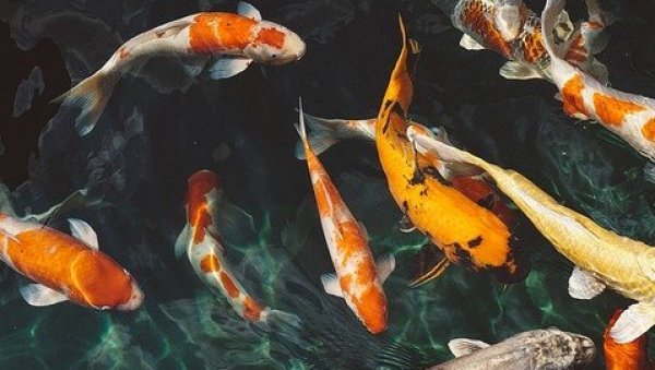 НЕВЕРОВАТАН ПРИЗОР У ТЕКСАСУ: За крај 2021. године - рибљи пљусак! (ВИДЕО)