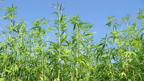 GRAĐANI MEŠAJU TRAVU SA KONOPLJOM ZA PELET: Republika Srpska nedavno dobila novi pravilnik o uslovima za uzgoj industrijske biljke