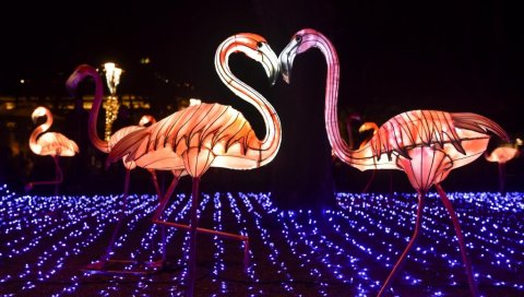 ЧАРОЛИЈА ПРАЗНИЧНИХ ЛАМПИОНА : У Лиманском парку од данас до 25. фебруара траје Кинески фестивал светла