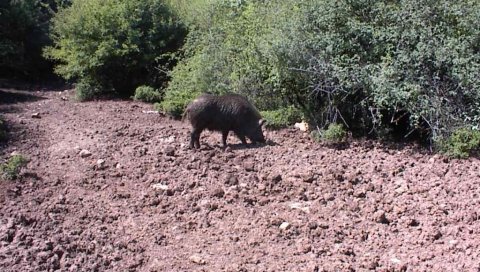 ЗАРАЗА УБИЈА ДИВЉАЧ: Афричка свињска куга  десетковала ловишта широм Србије