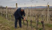 VINOVA LOZA OKUPIRALA POMORAVLJE: Vinogradari obeležavaju Svetog Trifuna, pod vinogradima u ovom okrugu oko 3.000 hektara
