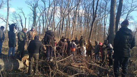 НЕ ХАЈУ ЗА СТАБЛА ОД 100 ЛЕТА: Из Војводина шума поручују да неће одустати од сече храста лужњака у Бачкој Паланци