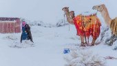 NEVEROVATAN PRIZOR: Prvi put posle pola veka sneg prekrio pustinju, kamile se smrzavaju