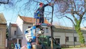 ЛЕПА АКЦИЈА СОМБОРСКОГ ЈКП „ЗЕЛЕНИЛО“: Орезују дрвореде у граду зеленила (ФОТО)